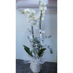 2 Dal Beyaz Orkide 2021-06